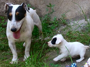 Jack Russell Terrier