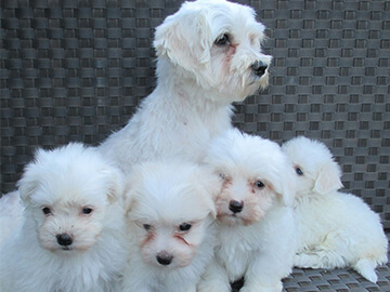 Races de gossos Lubagos | Centre de Cria i selecció canina