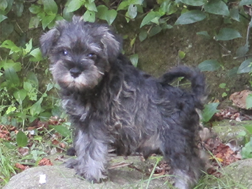 Races de gossos Lubagos | Centre de Cria i selecció canina